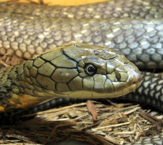 family day out in Kentucky at the Kentucky Reptile Zoo with 70 species of alligator and snakes