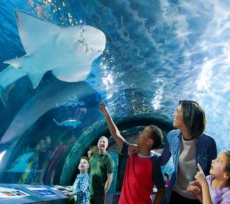 newport aquarium kentucky aquarium fun for kids USA