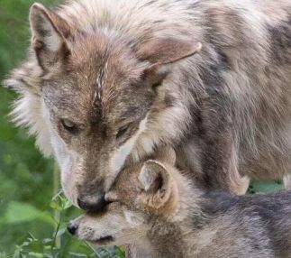 endangered wolf center wolves cuddling