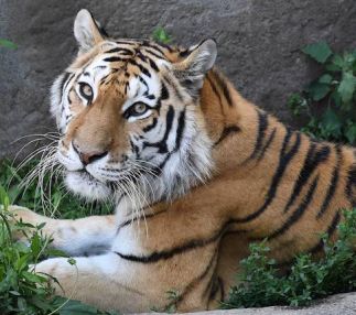 brookfield zoo