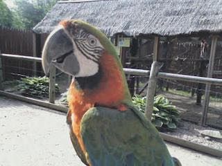 Wilderness trails zoo