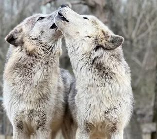 wolf creek habitat