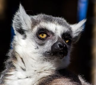 Charles paddock zoo