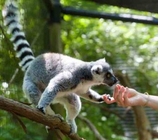 Oglebay good zoo