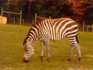 Adirondack animal land