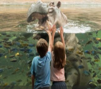 san antonio zoo kids fun animals texas