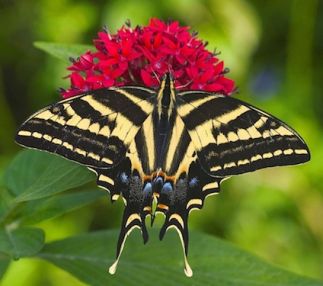 butterfly world florida butterfly house for kids USA