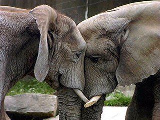 Cleveland metro zoo