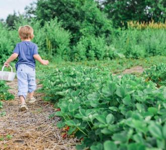 A toddler gardening