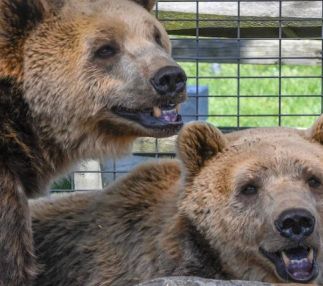 plumpton park zoo bears