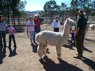 Zippity zoo barnyard