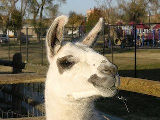 Wright park zoo