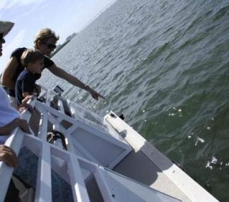 Child spots dolphin boat side