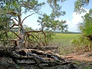 Skidaway island state park