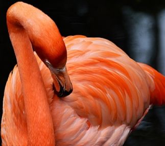 national aviary pittsburgh pennsylvania kids fun animals USA