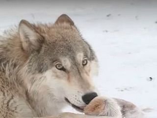 Colorado wolf wildlife center