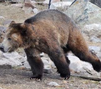 grizzly and wolf discovery center yellowstone bears playing in water USA Montana