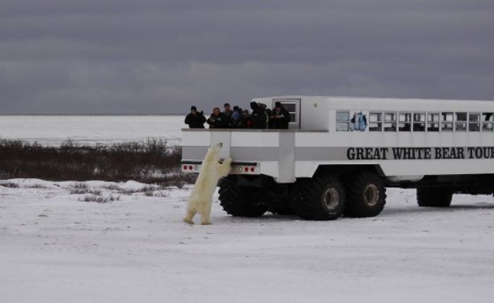 great-white-bear-tours