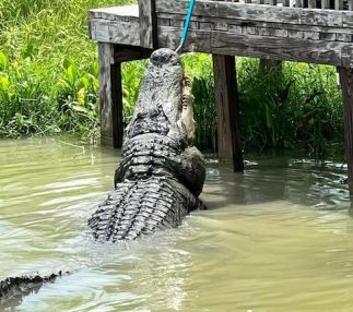 gator country alligator