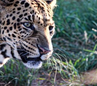 tiger safari experience