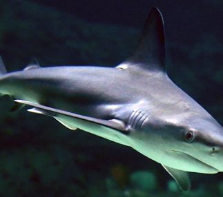 north carolina aquarium fort fisher