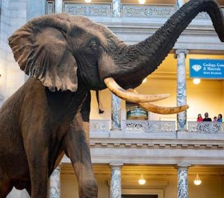 national museum natural history washington DC smithsonian