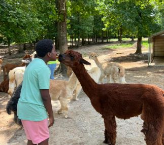 Feed the alpacas carrots.