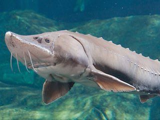 Tennessee aquarium