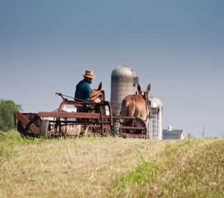 Amish farmer raking hay