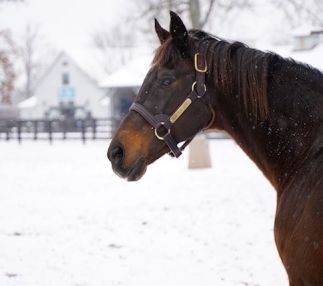 kentucky horse park