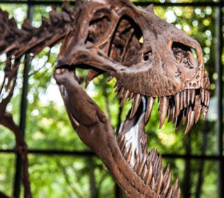 cleveland museum of natural history
