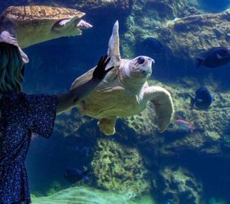 seaworld san diego