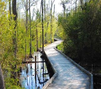 goose creek state park north carolina for nature lovers