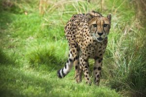 cheetah Houston Zoo