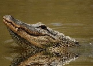 Gator ranch
