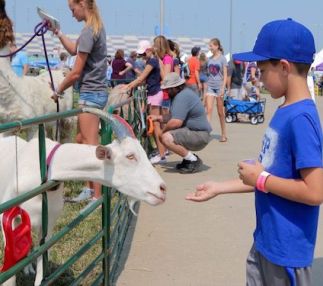 american royal kansas city missouri rodeos livestock shows BBQ comptitions
