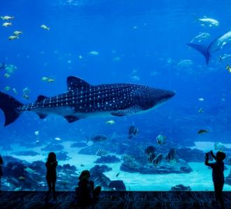 Kids are are in awe at a whale shark at an aquarium