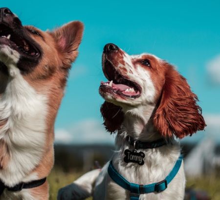 two dogs smiling up at the blue sky family days out blog