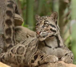 nashville zoo Tennessee animal fun for kids