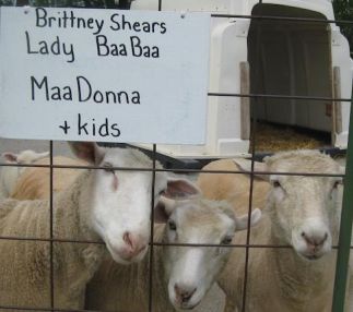 green meadows petting farm wisconsin