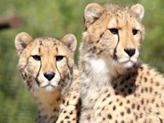 Wildlife world zoo