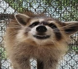 racoon smiling