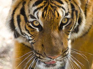 Woodland park zoo