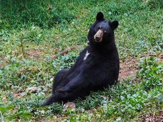 Bear hollow zoo