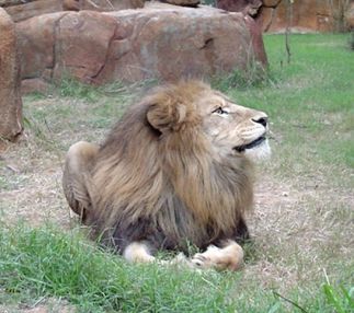 alexandria zoo louisiana zoos for kids events birthday parties lions big cats animals fun