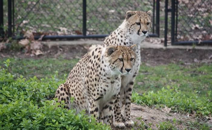 scovil zoo leopards