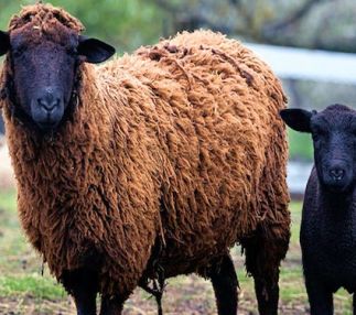 brooksby farm peabody massachusetts farm fun fall festivals new england