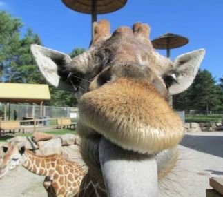 wildwood wildlife park wisconsin animal fun for kids