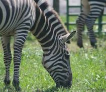 Zoos wildlife parks Near Me in Virginia | Fun Things to do Near Me in  Virginia