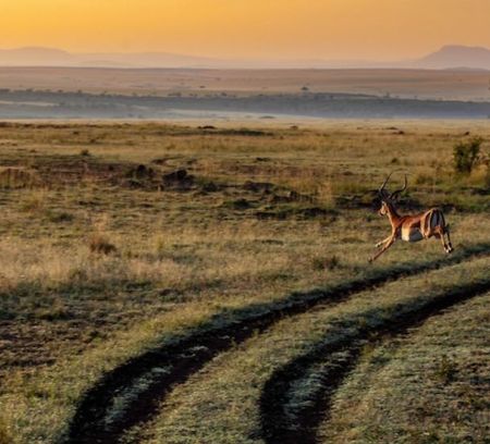 Kenya Vista with Antelope running